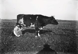 Traite d’une vache par une enfant ; © Le Compa