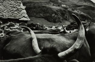 Les cornes au buron d'Eylac - Cantal - 1973 ; © J.-Y. Populu
