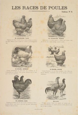 Les races de poules - Tableau n°9