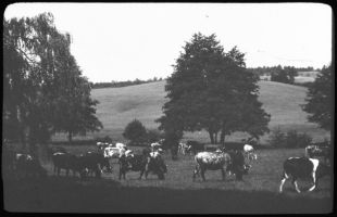 plaque de verre photographique ; Lignan, Ch. L’Isle-Fort, vaches au pâturage