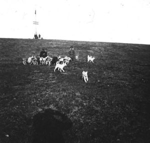 plaque de verre photographique ; Un chasseur samoyède avec son attelage de chiens