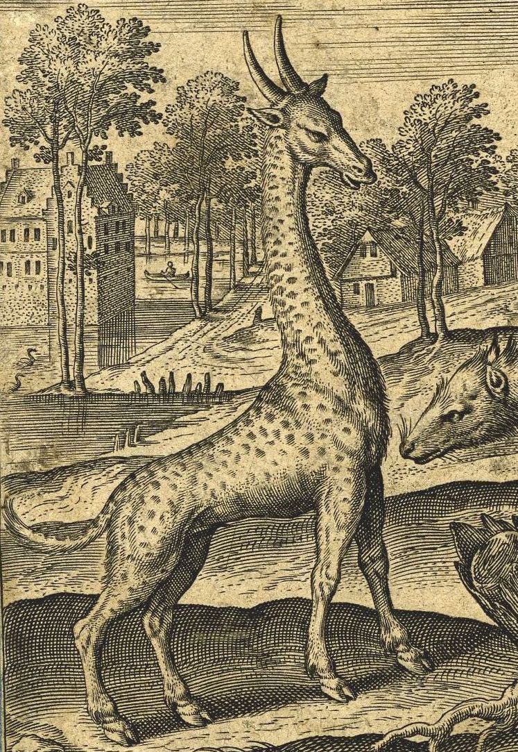 Girafe, caméléon, civette et strepsicheros