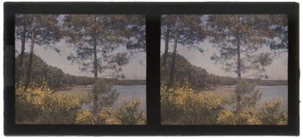 plaque de verre photographique ; Pins et genêts au bord d'un lac