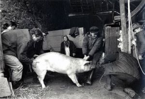 La tuée du cochon, Christian Malon, musée du Compa, Chartres