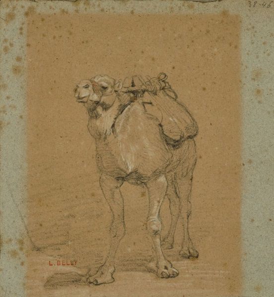 Etude de chameau