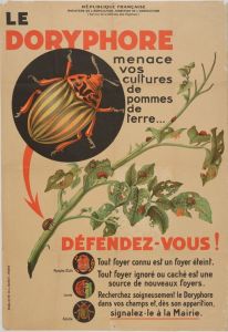 Le Doryphore menace vos cultures de pommes de terre... Défendez-vous !