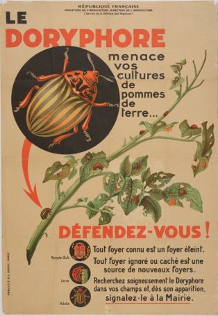 Le Doryphore menace vos cultures de pommes de terre... Défendez-vous ! ; © F. Lauginie – Le Compa – 2013