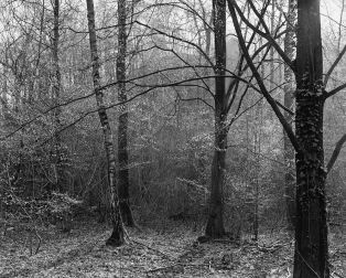 "La forêt en retour", forêt de Saint-Amand-Raismes ; © Parmentier Jean-Pierre