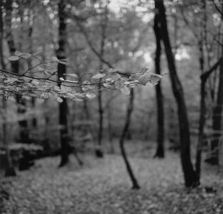 "La forêt en retour", forêt de Saint-Amand-Raismes ; © Parmentier Jean-Pierre