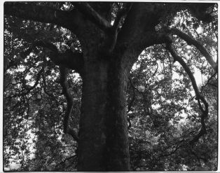 "Les arbres du Parc de Douchy", Sans titre ; © Filaire Anne-Marie