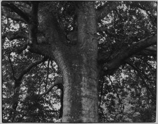 "Les arbres du Parc de Douchy", Sans titre ; © Filaire Anne-Marie