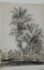 Bouquet de palmiers dans l'île Tsis (Îles Rouk)