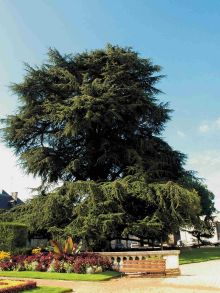 Le Cèdre "arbre remarquable"