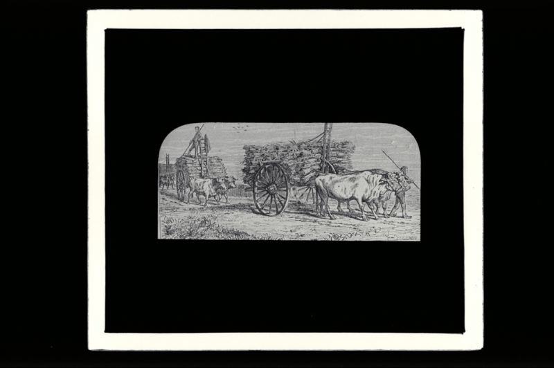 plaque de verre photographique ; Fronsac, atttelage de bœufs