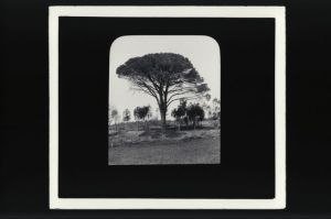 plaque de verre photographique ; Haux, le pin