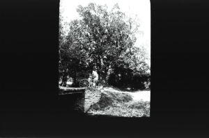 plaque de verre photographique ; Plénée-Jugon : La Touche-Sauvaget : chêne