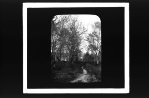 plaque de verre photographique ; Préchac, Le Ciron, sous bois