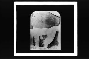 plaque de verre photographique ; Cap-Blanc, Laussel, Dordogne, Palette, bois de renne sculpté