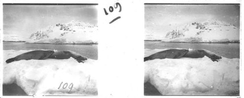 plaque de verre photographique ; Animaux de l’Antarctique - Phoques de Wedell