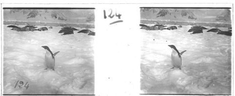 plaque de verre photographique ; Pingouin de la terre Adélie et un troupeau de phoques