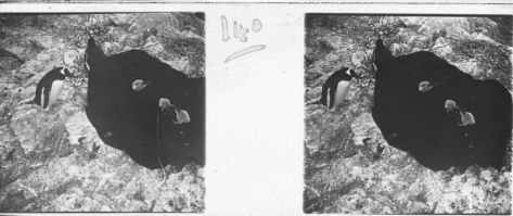 plaque de verre photographique ; Jeunes pingouins (posés sur un voile pour qu’on les distingue mieux)