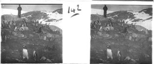 plaque de verre photographique ; Jeunes pingouins papons