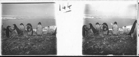 plaque de verre photographique ; Jeunes pingouins de la terre Adélie en train de muer - au moment ou ils deviennent adultes