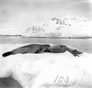 plaque de verre photographique ; Animaux de l’Antarctique - Phoques de Wedell