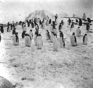 plaque de verre photographique ; Le village des pingouins