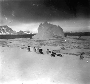 plaque de verre photographique ; Les pingouins à la pêche