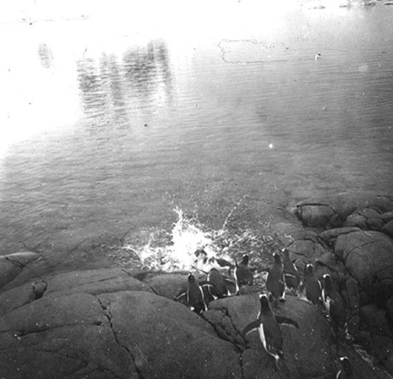 plaque de verre photographique ; Les pingouins à la pêche
