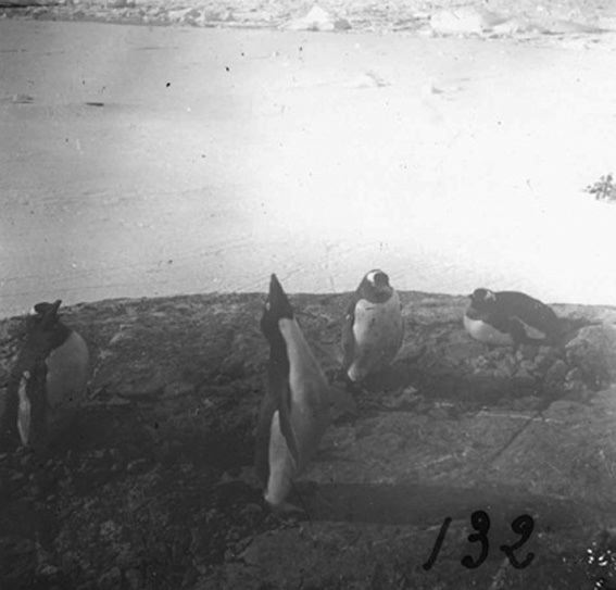 plaque de verre photographique ; Pingouin appelant sa femelle