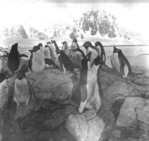 plaque de verre photographique ; Couple de pingouin se faisant des amabilités