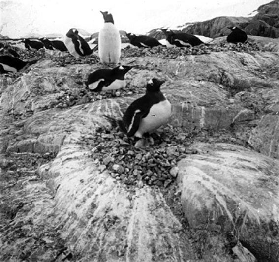 plaque de verre photographique ; Pingouin papon sur son nid