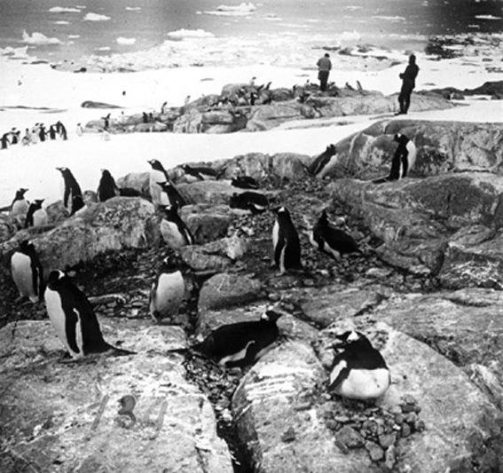 plaque de verre photographique ; Pingouins papons sur leurs nids