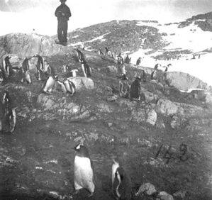 plaque de verre photographique ; Jeunes pingouins papons