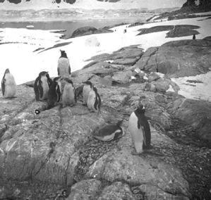 plaque de verre photographique ; Jeunes pingouins sous la surveillance d’un pion, pendant que les parents sont à la pêche