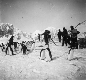 plaque de verre photographique ; Pingouins de la terre Adélie écoutant le gramophone