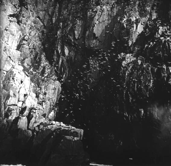 plaque de verre photographique ; Bird cliff de l'océan glacial