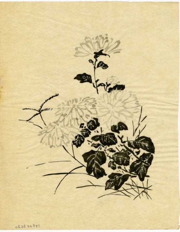 Les chrysanthèmes