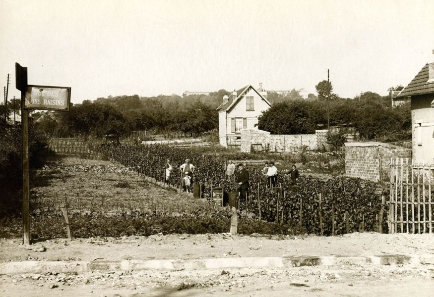 Vendanges de Suresnes en 1929, chez Mr Roy, rue des bons raisins