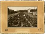 Vendanges de Suresnes, chez M. Roy, rue des Bons Raisins ...