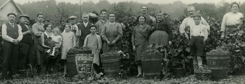 Vendanges à Suresnes, vignes de M. Maillet au Pas Saint-Maurice, en 1931