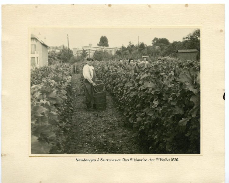 Vendanges à Suresnes au Pas St. Maurice, chez Monsieur Maillet en 1936