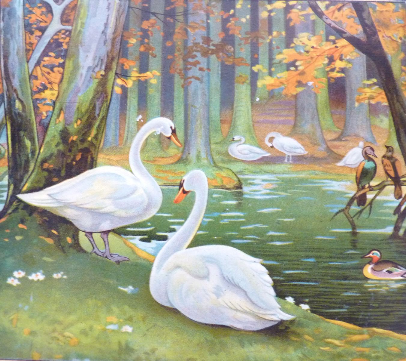 "Cygnes et oiseaux en automne" d’OLIBET