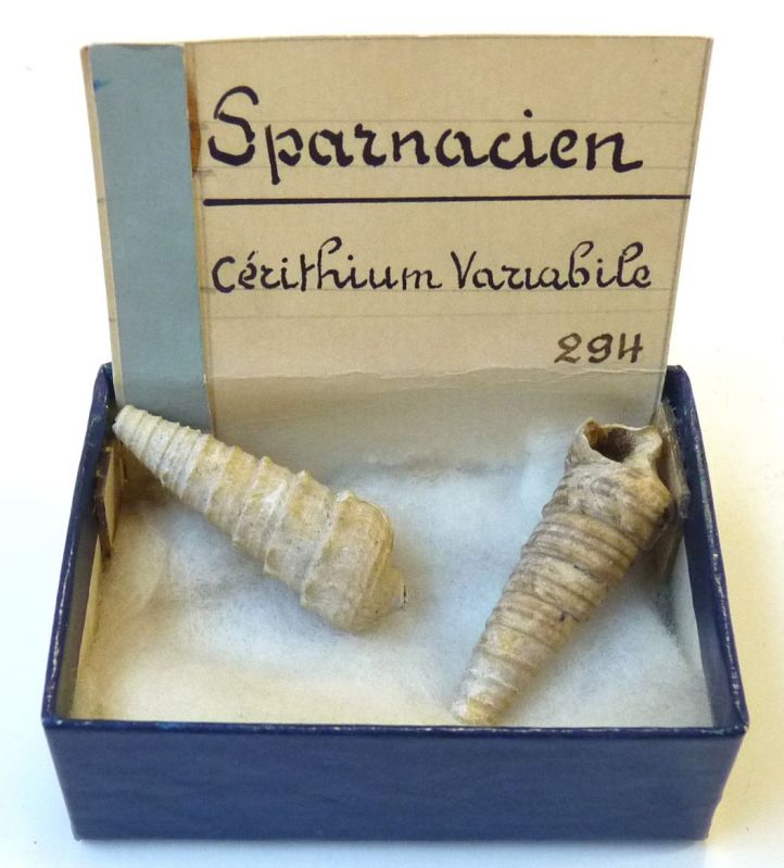 Cérithium Variabile ; © Lucille PENNEL