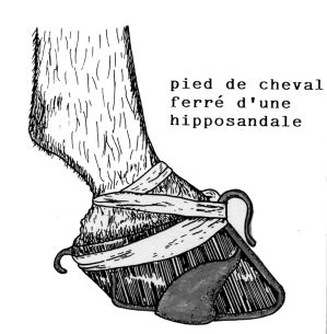 Pied de cheval ferré d'une hipposandale