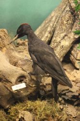 Pic noir Dryocopus martius 2016.0.59