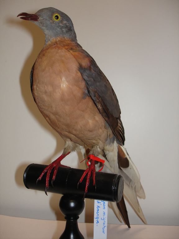 Pigeon migrateur (Estopistes migratorius)