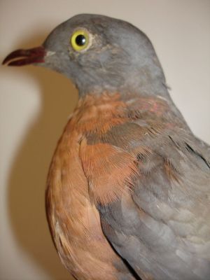 Pigeon migrateur (Estopistes migratorius)